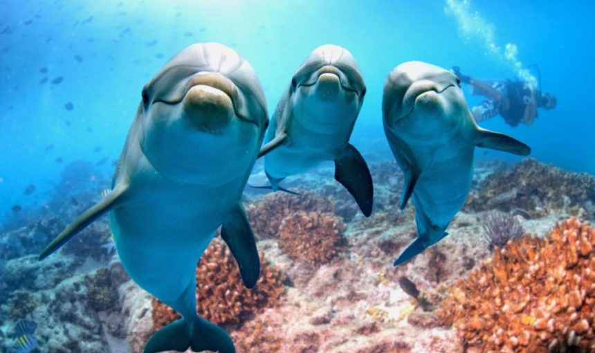 Hurghada: Dolphin Watching Boat Tour with Snorkeling & Lunch